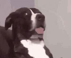 What Are You Talking About Dog GIF - WhatAreYouTalkingAbout Dog Cute - Discover & Share GIFs