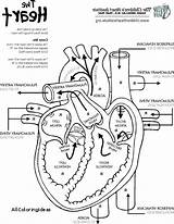 Free Printable Anatomy Coloring Pages sketch template