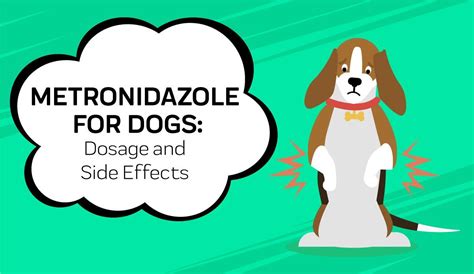 Metronidazole For Dogs: All You Need To Know | Pet medications, Dogs, Diarrhea causes