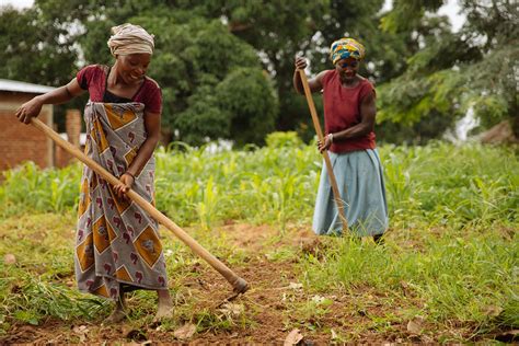 Agricultural Improvements in Tanzania - The Borgen Project