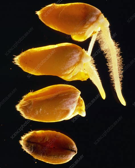 Germinating wheat seedlings at stages - Stock Image - B787/0184 - Science Photo Library