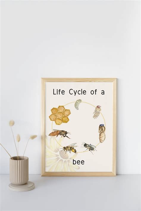 Life Cycle of a Bee Poster Digital Download Download and Print Today - Etsy Australia