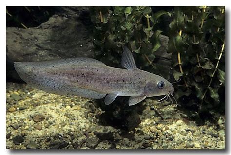 eel-tail catfish Catfish, Predator, Fresh Water, Pets, Animals, Animales, Animaux, Animal, Animais