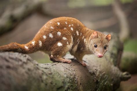 The Six Species Of Quoll Found In Oceania - WorldAtlas.com