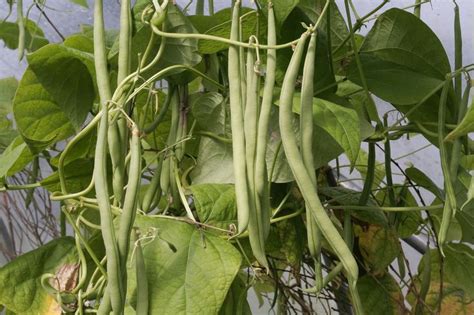 Bean Varieties: Best Bets and Easy-to-Grow - Harvest to Table | Bean varieties, Cool plants ...