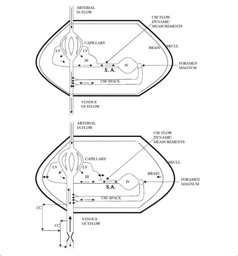 —CSF flow dynamics. Top: Physiology of CSF flow dynamics from... | Download Scientific Diagram