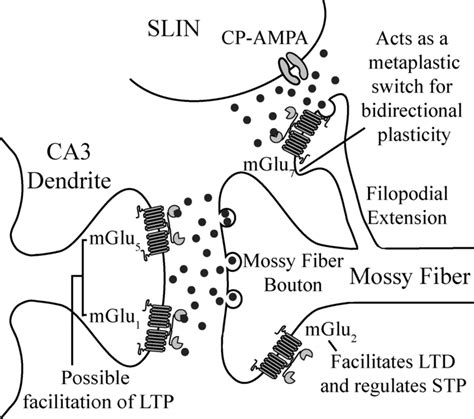 Summary of expression and role of mGlu receptors in synaptic plasticity... | Download Scientific ...