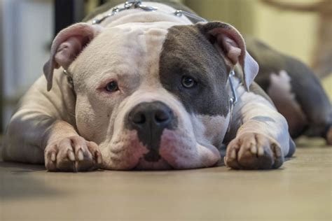 Bullypit: Is the American Bulldog Pitbull Mix Your Kind of Dog? - K9 Web