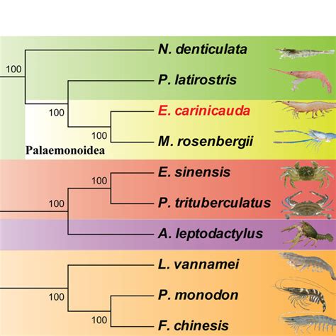 Phylogenetic tree of decapod species. ML tree obtained with a ...