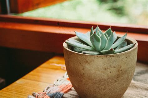 close-up, potted plant, shallow, window, freshness, succulent, food and drink, indoors, nature ...