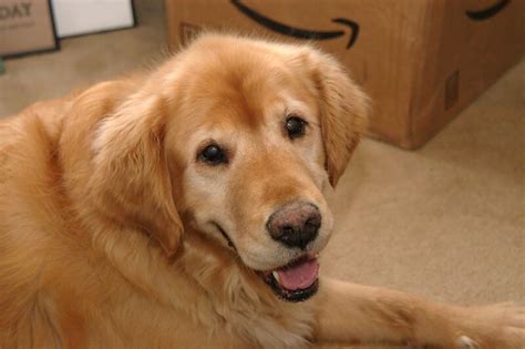 500 Golden Retriever Names - Popular Male and Female Names | PetPress