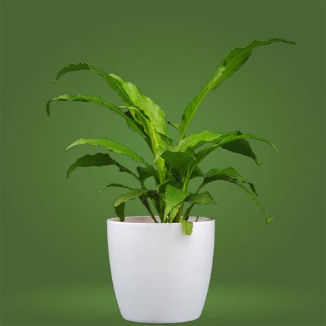 Peace Lily Plant | Giftsmyntra.com