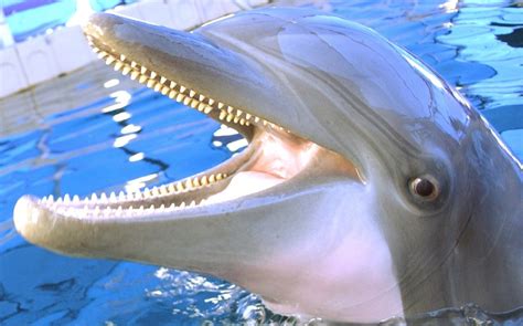 Russian military buys army of dolphins ‘with perfect teeth’ | Dazed