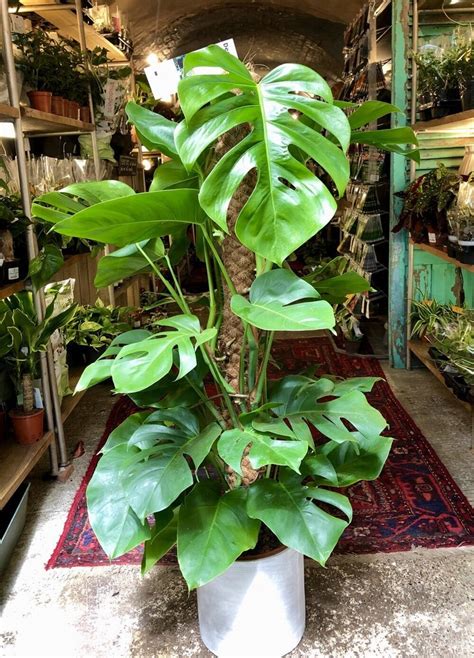 Monstera Deliciosa (Cheese Plant) - The Nunhead Gardener