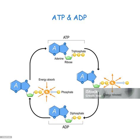 Atp Adp Cycle Stock Illustration - Download Image Now - Adenosine Triphosphate, Cycle - Concept ...