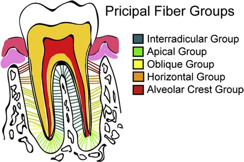 Periodontal Membrane