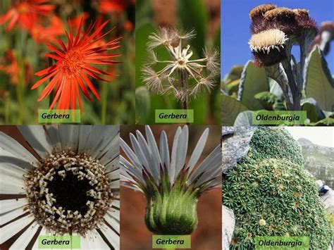 Factsheet -Asteraceae