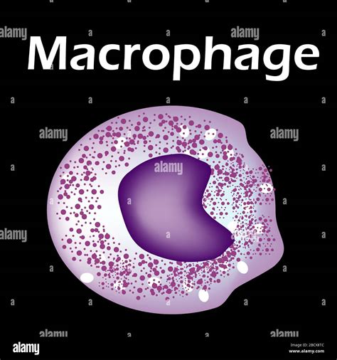 Macrophage hi-res stock photography and images - Alamy