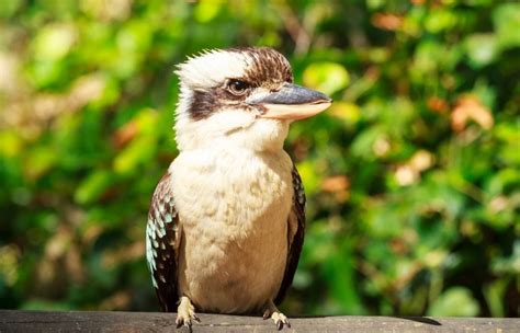 Incredible Facts About Laughing Kookaburras – Page 2 – Animal Encyclopedia