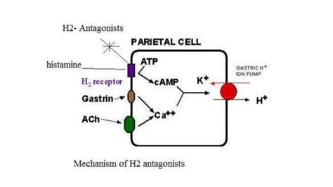 H2 receptor antagonists