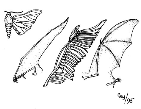 Quia - Evidence of evolution matching