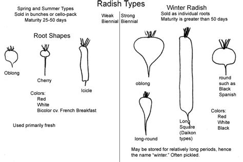 Vegetable Seed Production: Radish