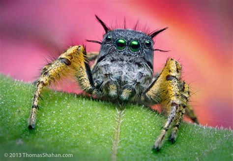 Adult Male Jumping Spider - Phidippus mystaceus | Here's an … | Flickr