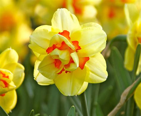 Our Top 10 Daffodils and Why We Love Them – Longfield Gardens