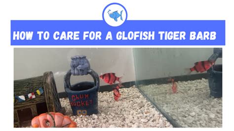 Glofish Tiger Barb Care - Fishtank Expert