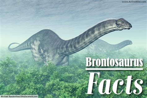 Brontosaurus Facts: A Giant Sauropod Dinosaur Of The Jurassic Period