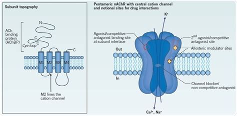 An Introduction to Nicotinic ACh Receptors