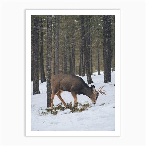 Deer In Snow Art Print by Western Range - Fy