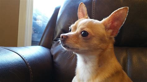 Chihuahua Lifespan Reddit - Pets Lovers