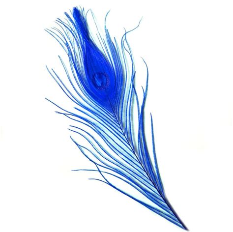 Peacock Feathers | Royal Blue Feathers | Feather Planet