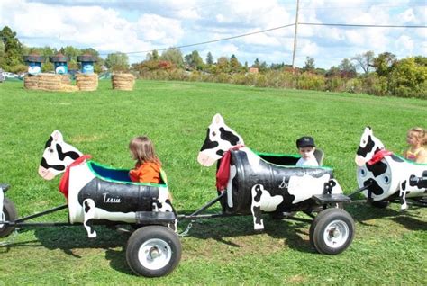 Cow Train | The Great Pumpkin Farm