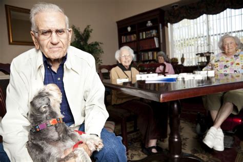 Best Dogs for Seniors | 50+ World - 50+ World