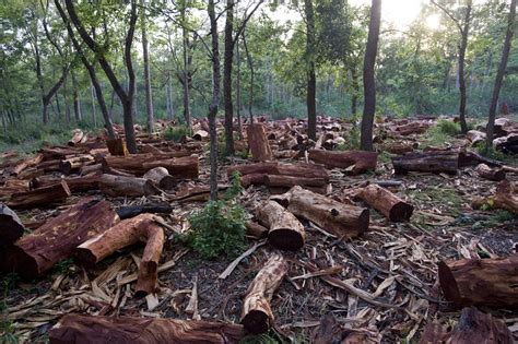 Bosques en peligro: cerca de 170 millones de hectáreas a punto de ...