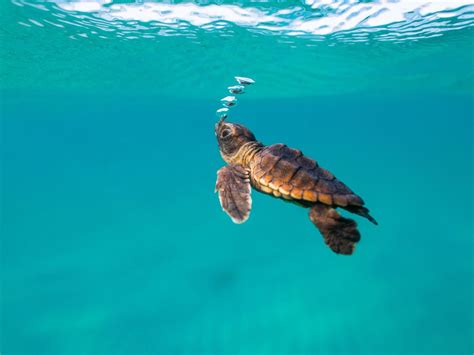 Coral Glass - Baby Hawksbill Turtle Hatchlings Find Their Way to Sea in Vilamendhoo Island ...