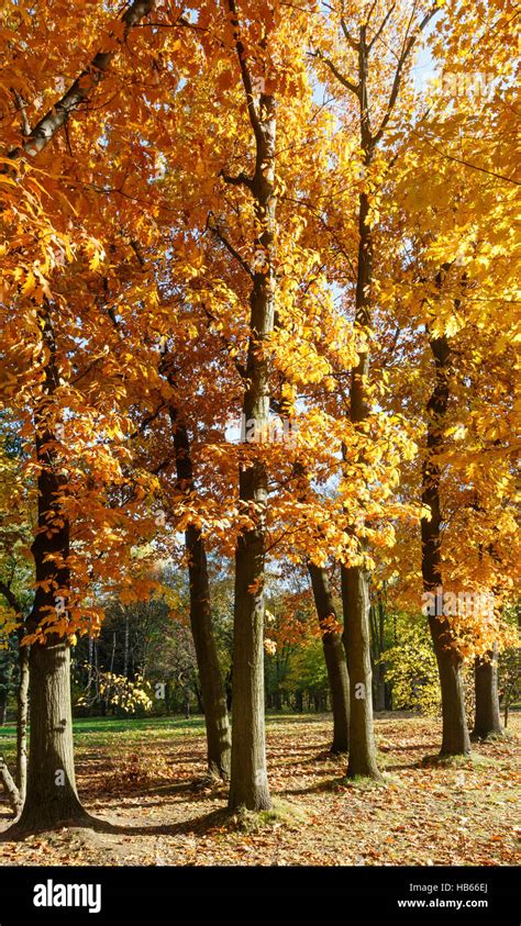 Autumn city park Stock Photo - Alamy