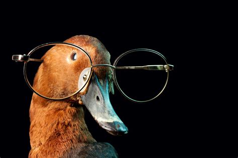 A duck with glasses on Behance