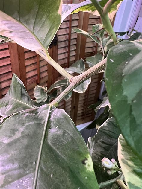 Lemon Tree Pests : r/houseplants