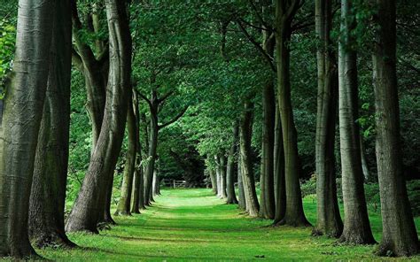 Green Trees Wallpaper