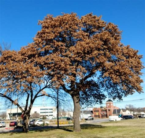 Blackjack Oak Tree | Cross Timbers Urban Forestry Council