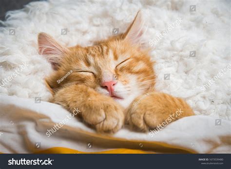 Ginger Cat Sleeps Funny Pose Baby Stock Photo 1673539480 | Shutterstock