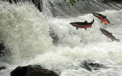 Salmon jumping waterfall (Northwest Indian Fisheries Commission) | River, Pacific northwest ...