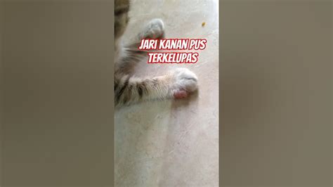 jari tangan terluka #catlovers #viralshortsvideo #sioren #kucinglucu ...