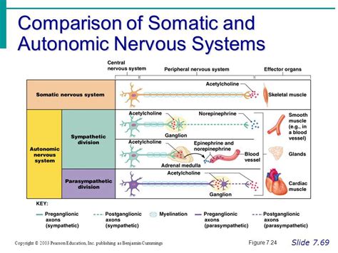 Diagram Compare Somatic Motor And Autonomic Nervous Systems