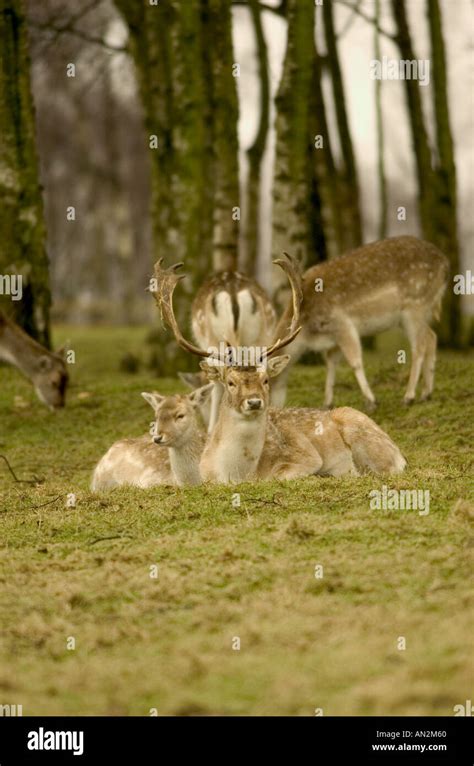 Baby fallow deer uk hi-res stock photography and images - Alamy