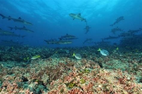 Declaratoria Galápagos Patrimonio Natural de la Humanidad