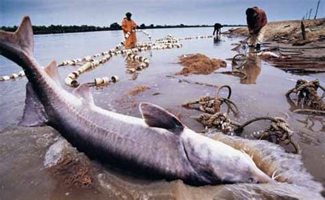 Caspian states may impose sturgeon fishing ban: Moscow – Desdemona Despair